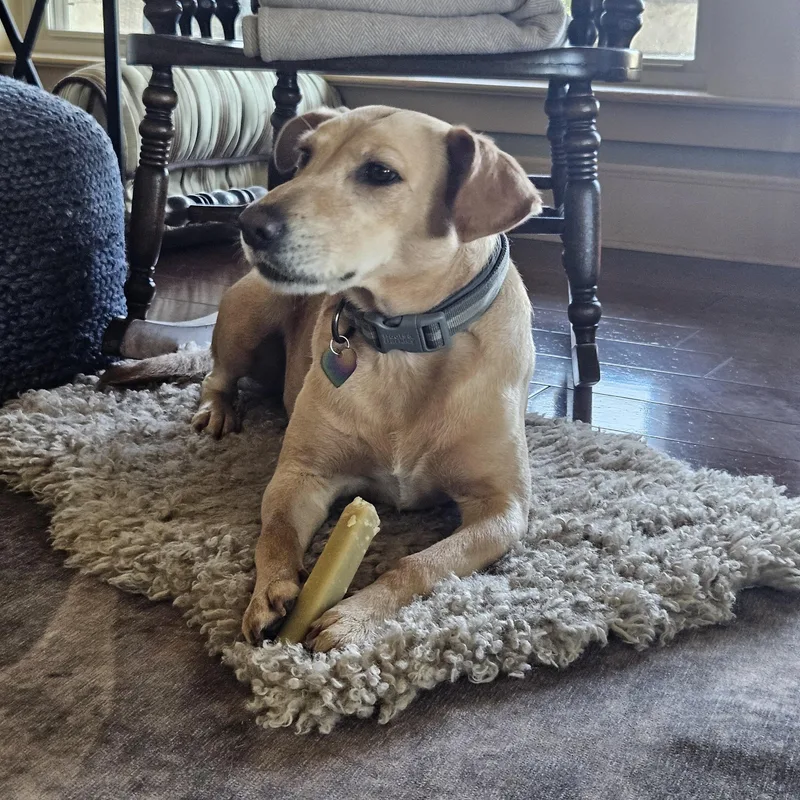 Maggie  In Granbury thumbnail 6