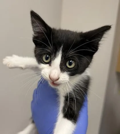 A baby small-sized female Domestic Short Hair cat named Bijou for adoption in Sacramento, CA