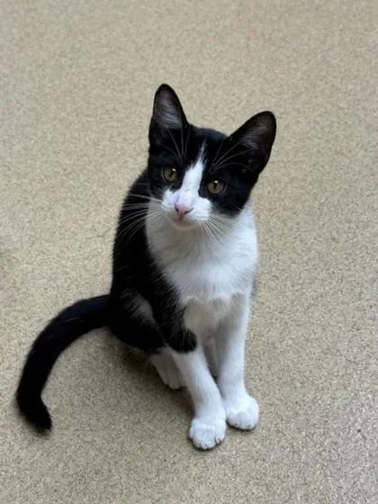 A baby medium-sized female Domestic Short Hair cat named Jazz for adoption in Pompano Beach, FL