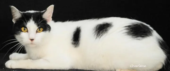 An adult medium-sized male White Domestic Short Hair cat named Dipper for adoption in Newland, NC