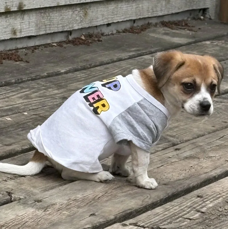 A baby small-sized female Dachshund dog named Lorelli for adoption in Brooklyn Center, MN