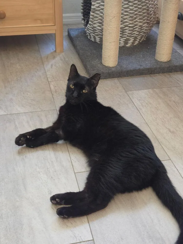 A senior large-sized male Black Domestic Medium Hair cat named Carlo for adoption in Tucson, AZ