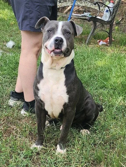 An adult large-sized male American Bulldog dog named Rocky for adoption in Wetumpka, AL