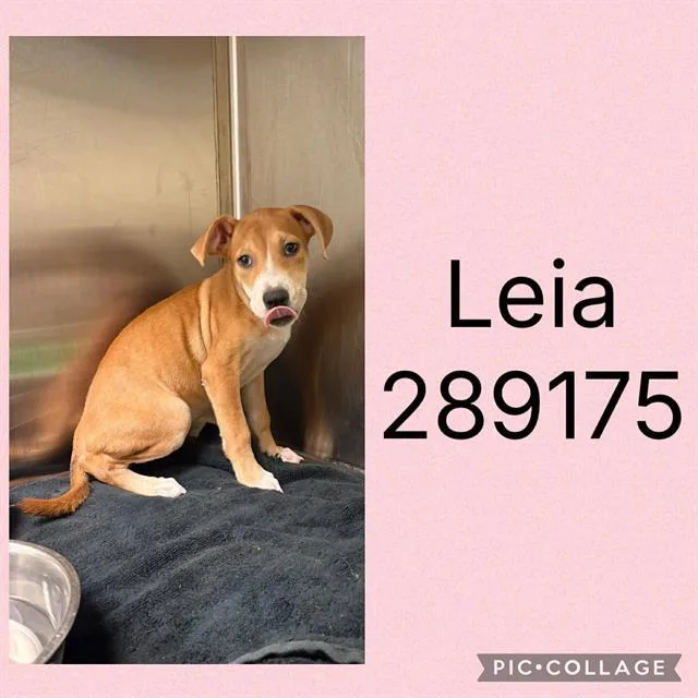 A baby small-sized female Mixed Breed dog named Leia for adoption in Macon, GA