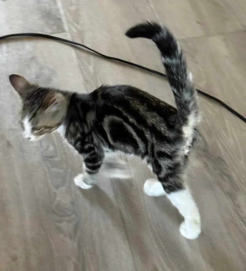 A baby large-sized male Domestic Short Hair cat named Ray for adoption in San Jacinto, CA