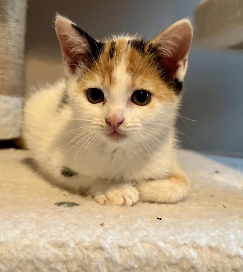 A baby medium-sized female Calico cat named Dewdrop for adoption in Buford, GA