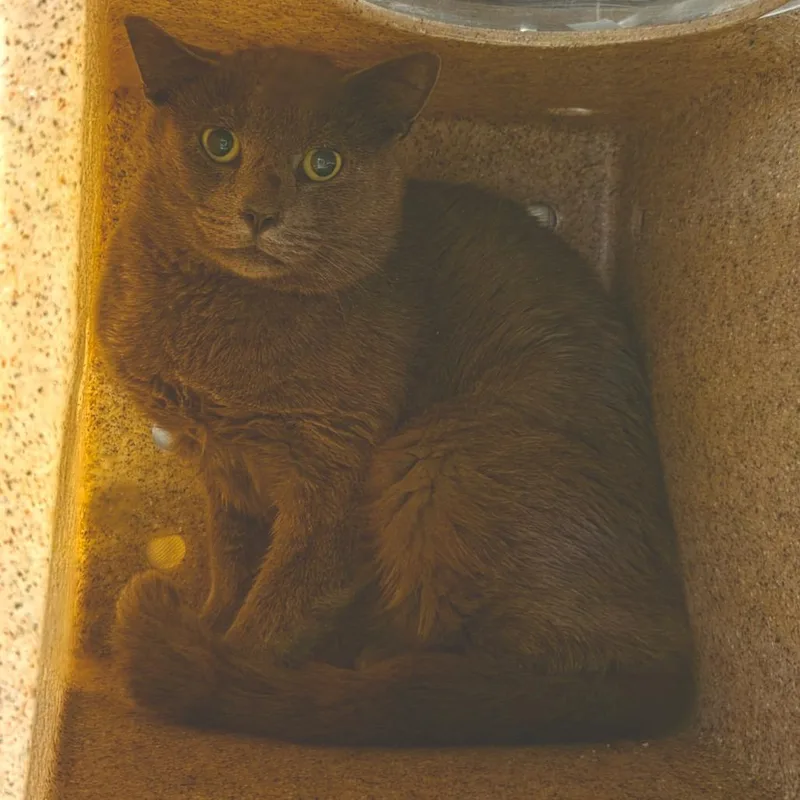 A young medium-sized male Gray / Blue / Silver Domestic Short Hair cat named The Magician for adoption in Asheville, NC