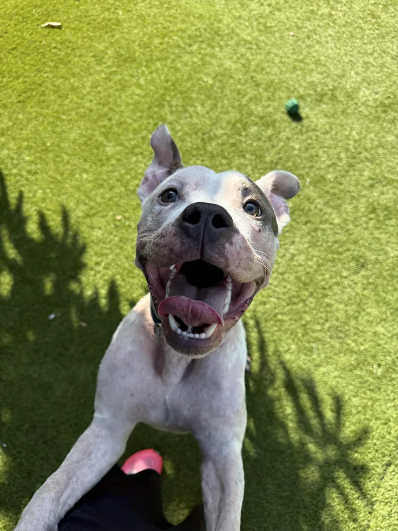 A young medium-sized male White / Cream American Staffordshire Terrier dog named Apollo for adoption in North Miami, FL