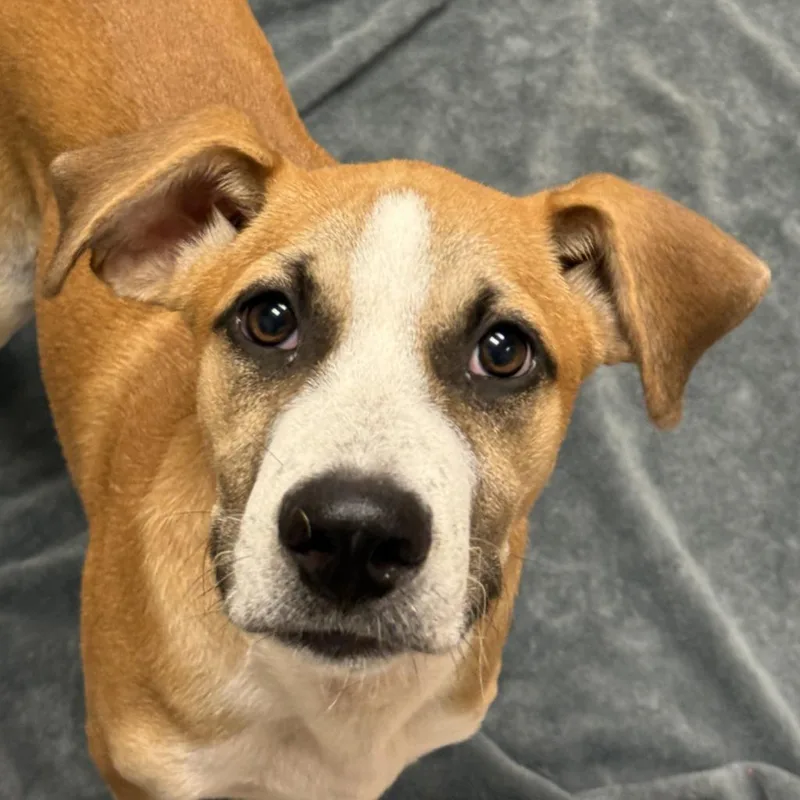 A baby medium-sized male Hound dog named Bear for adoption in Brenham, TX
