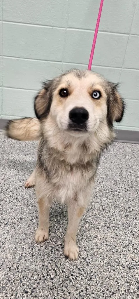 An adult large-sized female Terrier dog named Strudel for adoption in Athens, TN