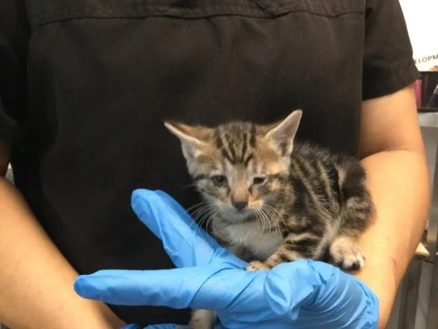 A baby small-sized male Domestic Short Hair cat named A for adoption in Thousand Palms, CA