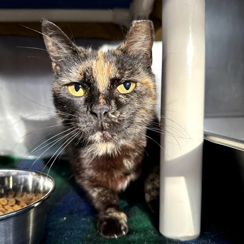 An adult medium-sized female Black Domestic Short Hair cat named Shari for adoption in Austin, TX