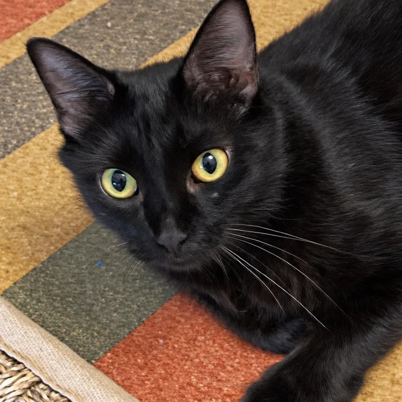An adult medium-sized female Black Domestic Short Hair cat named Rosemarys Baby for adoption in Austin, TX
