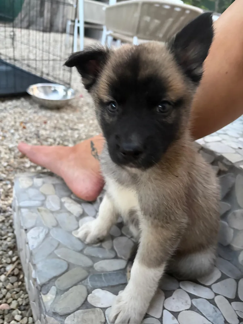 A baby small-sized male Shepherd dog named Bentley for adoption in santa monica, CA