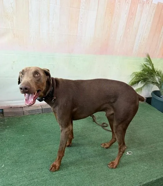 An adult extra large-sized male Doberman Pinscher dog named A for adoption in Baldwin Park, CA