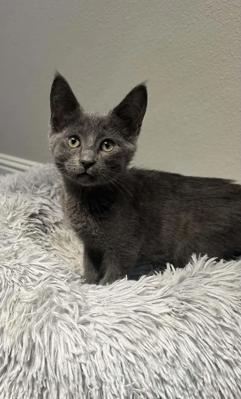 A baby medium-sized female Gray / Blue / Silver Russian Blue cat named Georgette for adoption in Napa, CA