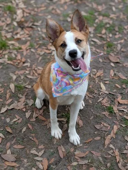 A young small-sized female Mixed Breed dog named Shiloh for adoption in Gulfport, MS