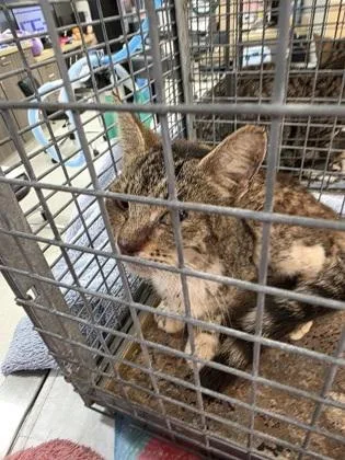 A senior medium-sized female Domestic Short Hair cat named Raindrop for adoption in Honolulu, HI