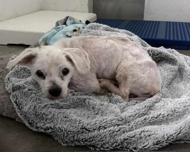 An adult small-sized male Maltese dog named Hank for adoption in Olathe, KS