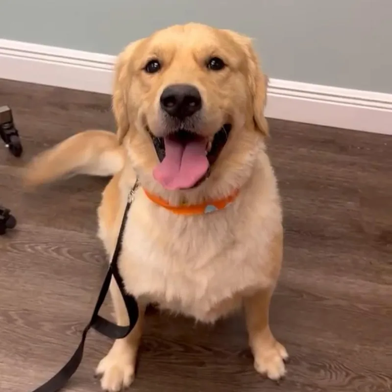 An adult small-sized male Golden Retriever dog named Jax for adoption in Lauderhill, FL