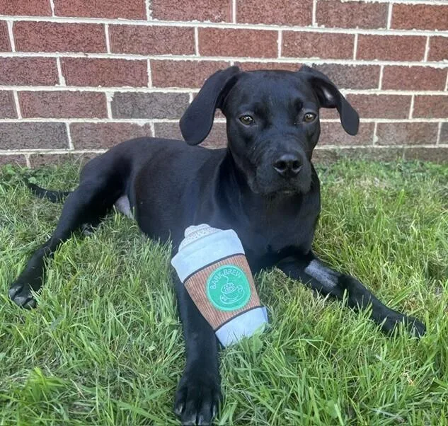 Mochachino thumbnail 3