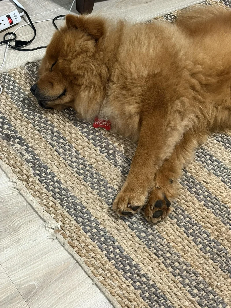 A young medium-sized male Merle (Red) Chow Chow dog named Rory for adoption in ATLANTA, GA