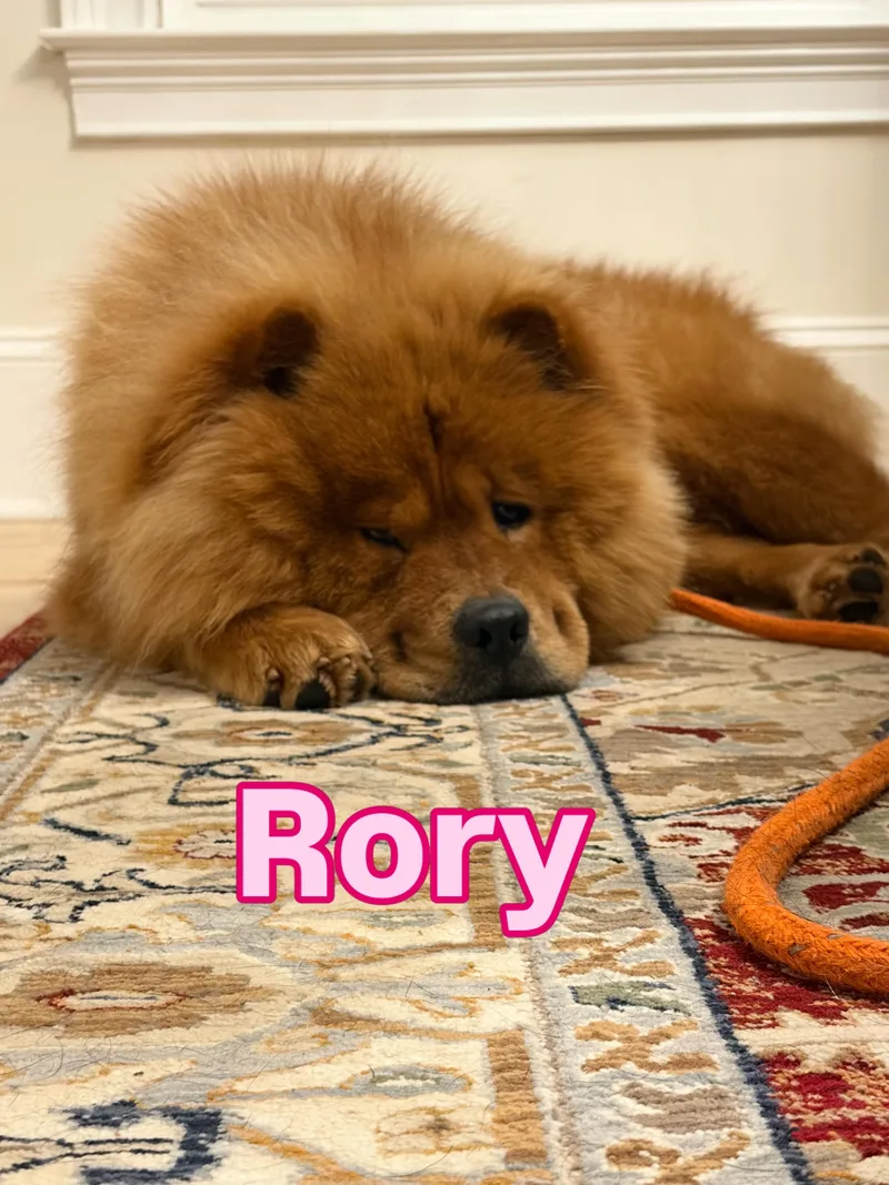 Rory thumbnail 2