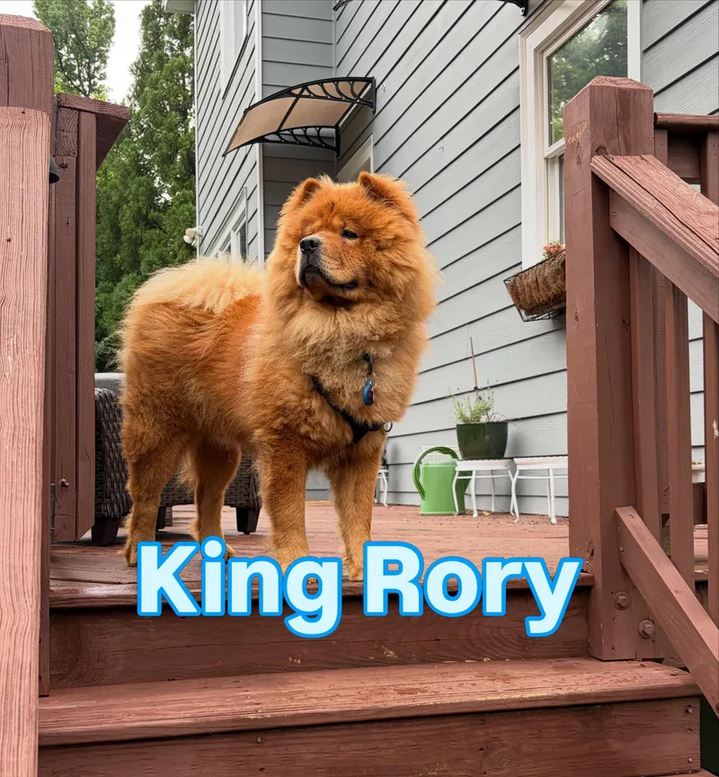 Rory thumbnail 3
