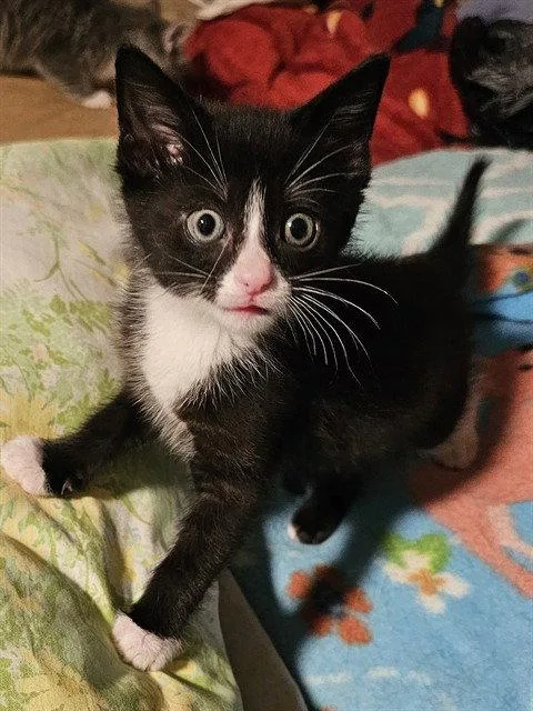 A baby medium-sized male Black & White / Tuxedo Domestic Short Hair cat named Cosmic Brownie for adoption in Clyde, NC