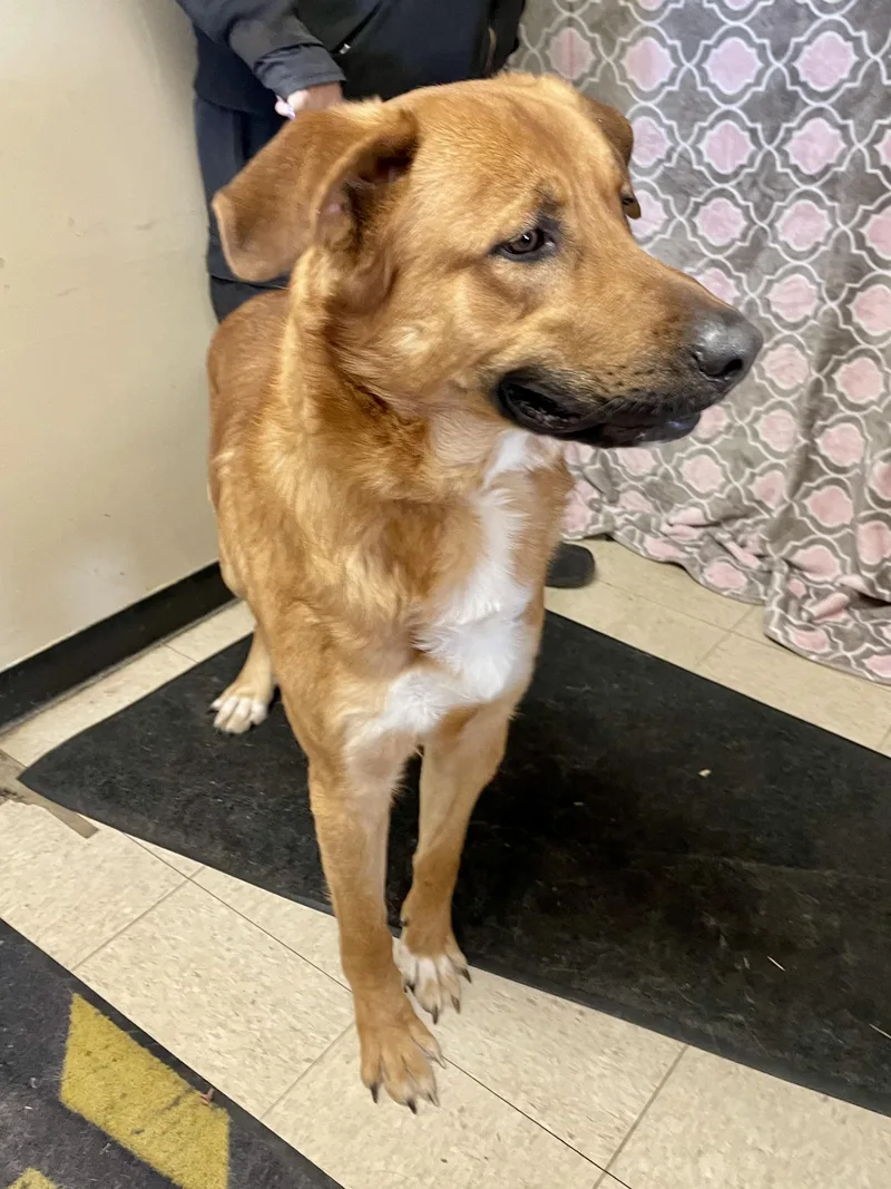 Sergeant thumbnail 2