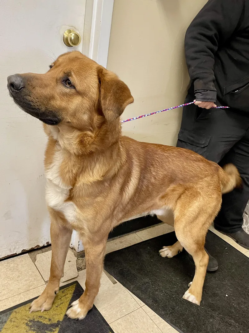 Sergeant thumbnail 3