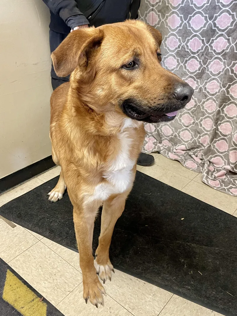 Sergeant thumbnail 4