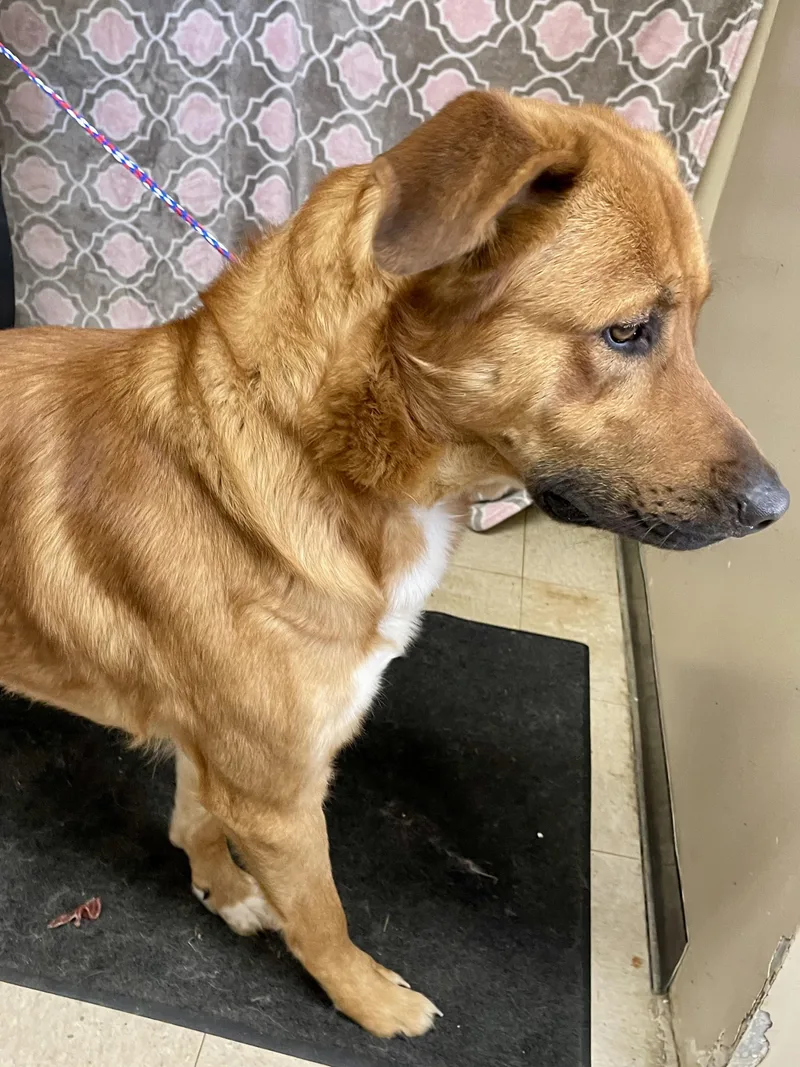 Sergeant thumbnail 5