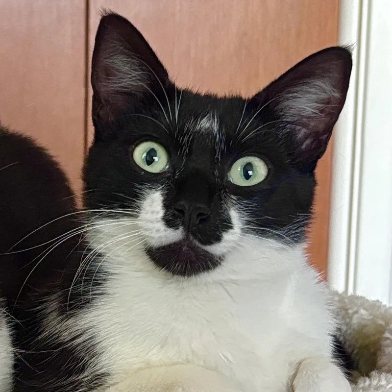 A young medium-sized female Domestic Short Hair cat named Maeby for adoption in Sonora, CA