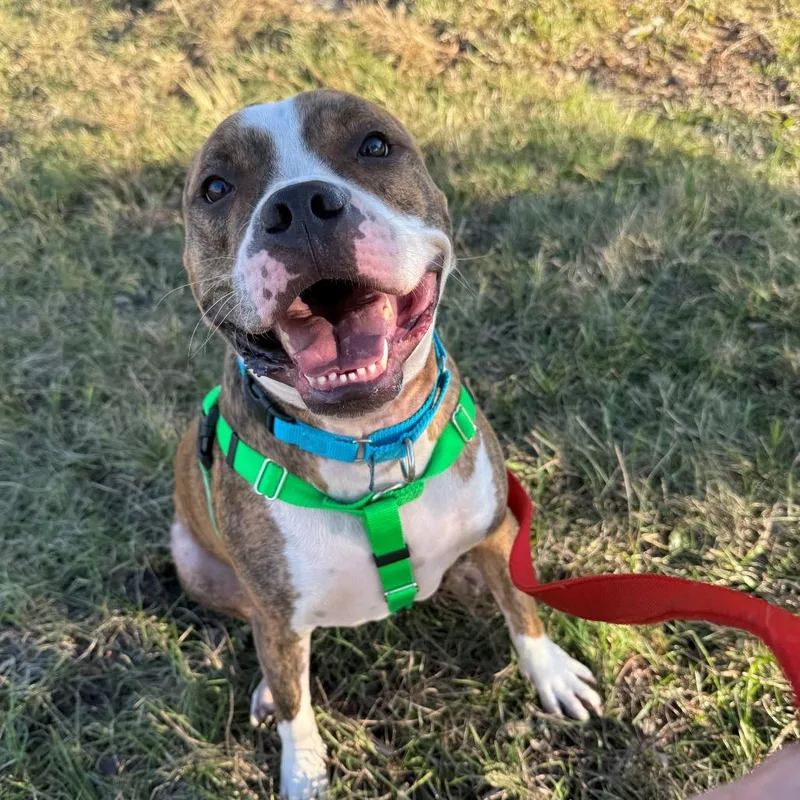 An adult large-sized male Brown / Chocolate Terrier dog named Kato for adoption in Clearwater, FL