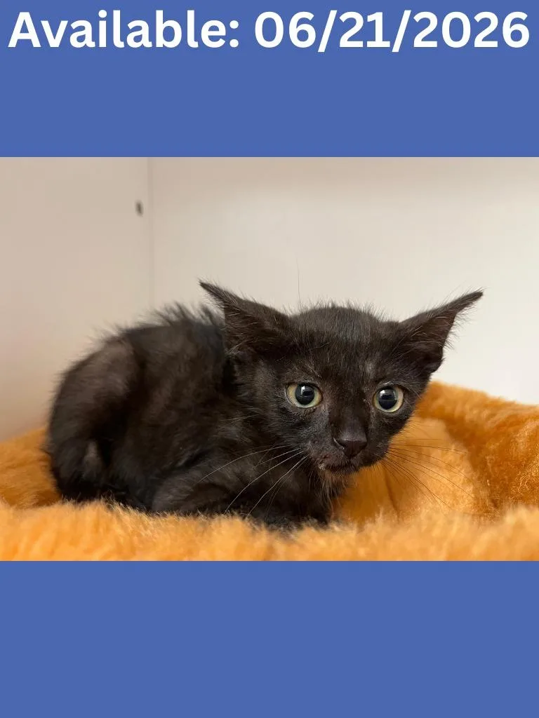 A baby medium-sized male Domestic Short Hair cat named Cat Condo for adoption in Greenville, TX