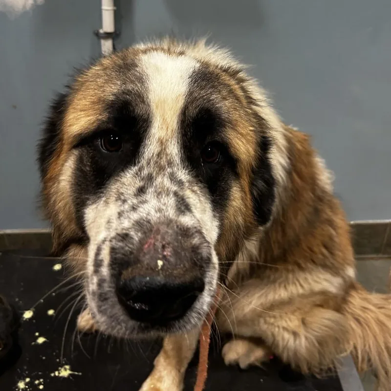 An adult large-sized male Yellow / Tan / Blond / Fawn Mixed Breed dog named Toby for adoption in Chattanooga, TN