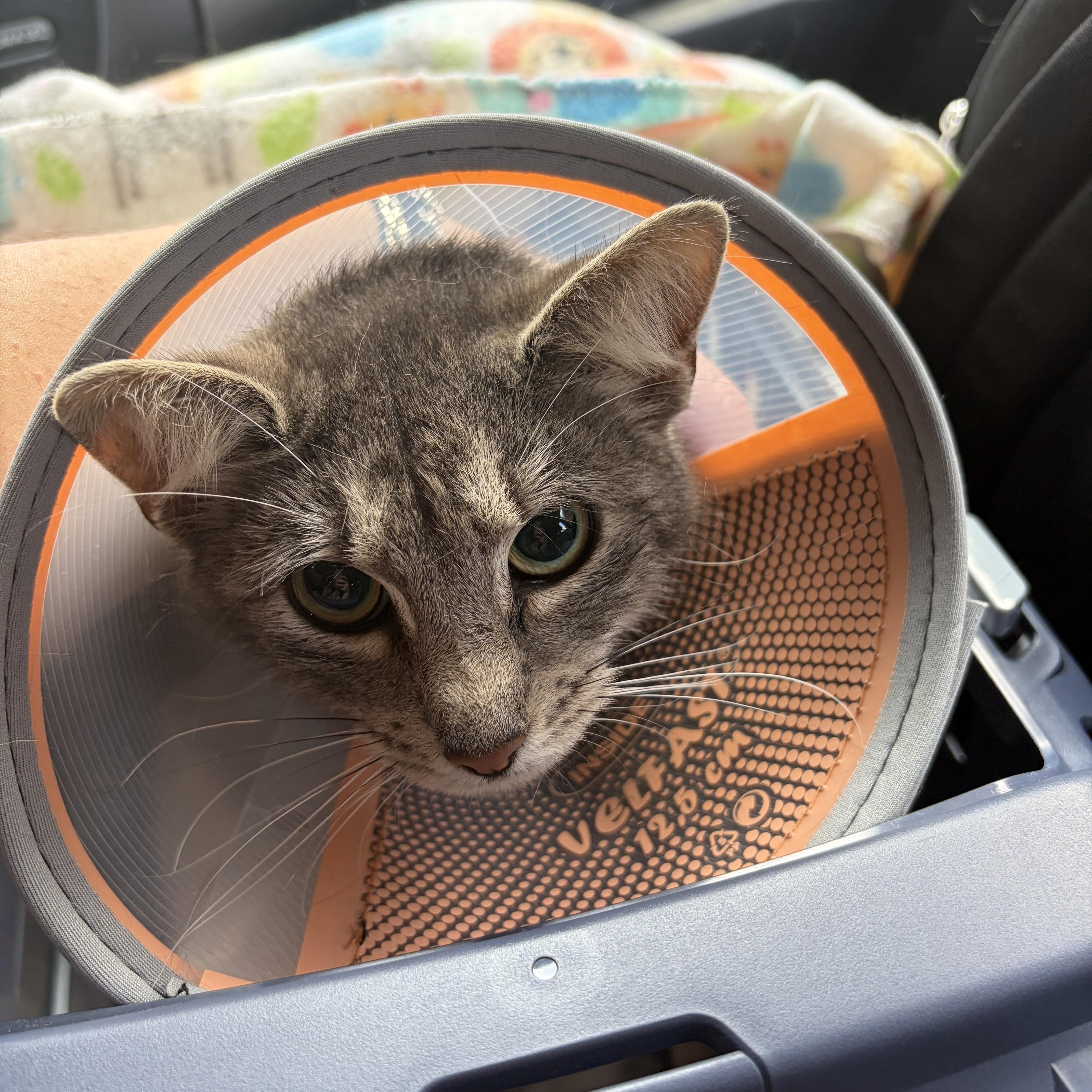An adult medium-sized female Tabby (Gray / Blue / Silver) Domestic Short Hair cat named Monkeyface for adoption in Brooklyn, NY
