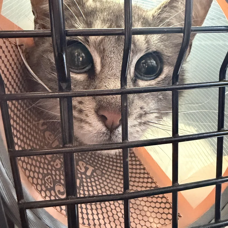 Monkeyface thumbnail 2