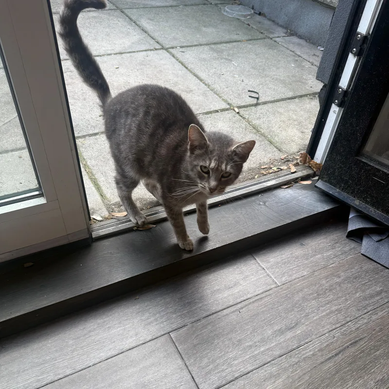 Monkeyface thumbnail 3