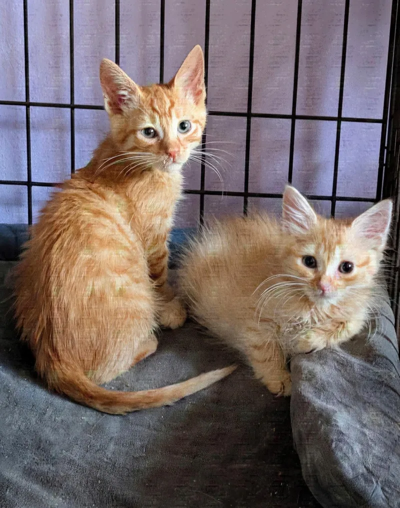 A baby small-sized female Orange & White Domestic Medium Hair cat named Cassius Clay & Sugar for adoption in San Jose, CA