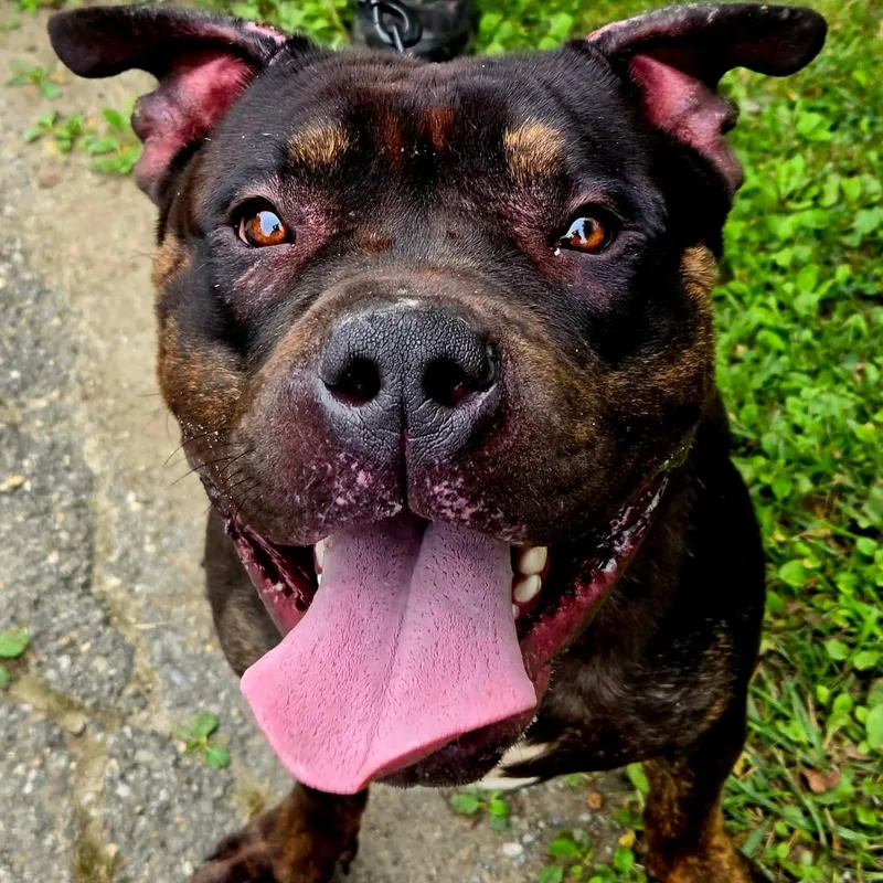 A young large-sized male Pit Bull Terrier dog named Puddles for adoption in Warren, OH