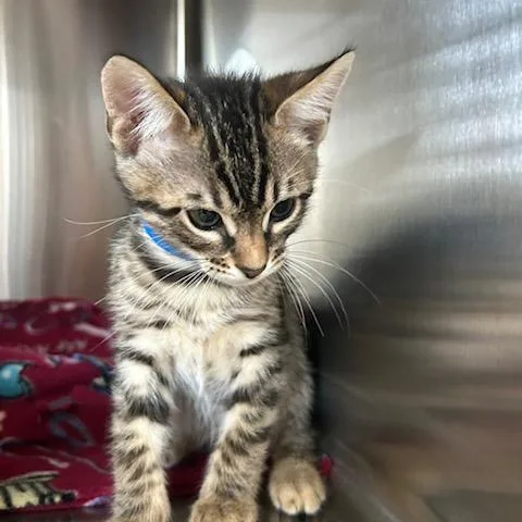 A baby small-sized male Brown / Chocolate Domestic Short Hair cat named Gem for adoption in Knoxville, TN