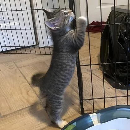 A baby small-sized female Domestic Short Hair cat named Vesper for adoption in Wheaton, IL