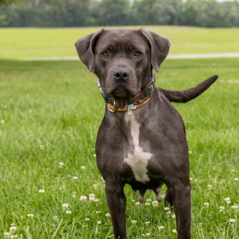 An adult medium-sized female Gray / Blue / Silver Mixed Breed dog named Pebbles for adoption in Troy, IL