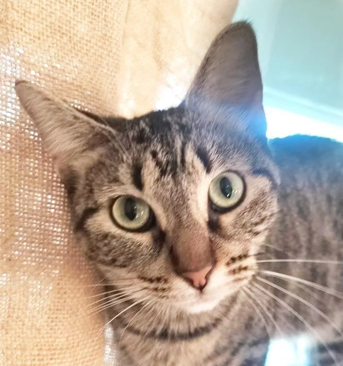 An adult medium-sized female Brown / Chocolate Domestic Short Hair cat named Denise Demenace for adoption in Chandler, AZ