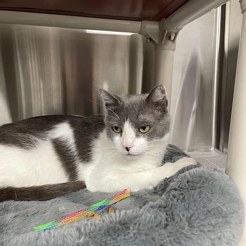 A young medium-sized female Gray & White American Shorthair cat named Patti for adoption in North Kingstown, RI