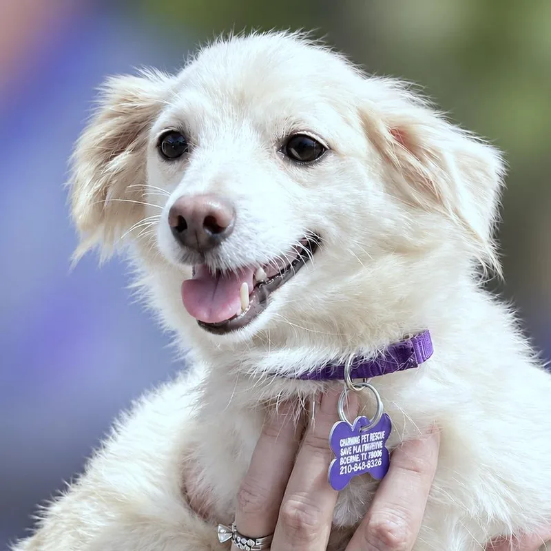 An adult small-sized female White / Cream Chihuahua dog named Audrey for adoption in Boerne, TX