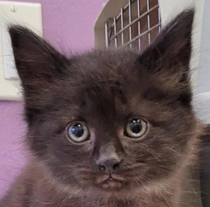 A baby small-sized female Domestic Short Hair cat named Grace Kelly for adoption in Eugene, OR