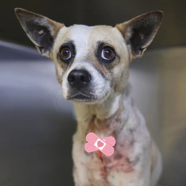 A young medium-sized male Rat Terrier dog named Oliver for adoption in San Antonio, TX